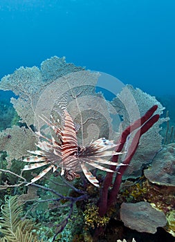 Red lionfish (Pterois volitans)