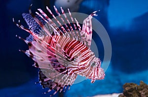 Red lionfish Pterois volitans.