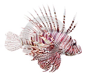 The Red Lionfish (Pterois volitans).