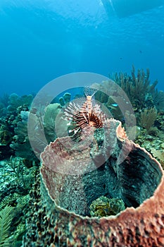 Red lionfish (Pterois volitans)