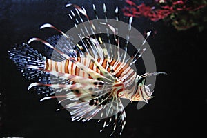 Red lionfish (Pterois volitans)