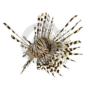 Red lionfish - Pterois volitans photo