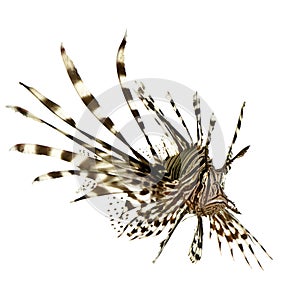 Red lionfish - Pterois volitans photo