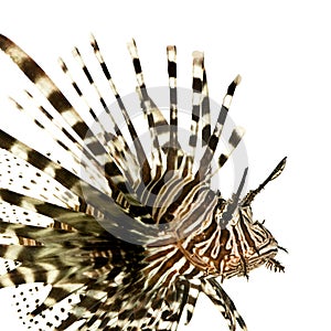 Red lionfish - Pterois volitans