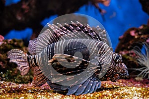 Red lionfish Pterois volitans fish underwater