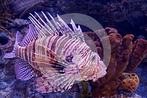 Red Lionfish Pterois volitans.Pterois volitans. Red lionfish Pterois volitans aquarium fish.