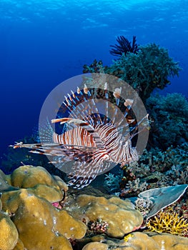 Red lionfish, Pterois volitans. Richest reefs in the world. Misool, Raja Ampat, Indonesia photo