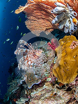 Red lionfish, Pterois volitans. Richest reefs in the world. Misool, Raja Ampat, Indonesia photo