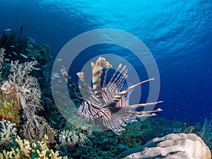 Red lionfish, Pterois volitans. Richest reefs in the world. Misool, Raja Ampat, Indonesia photo