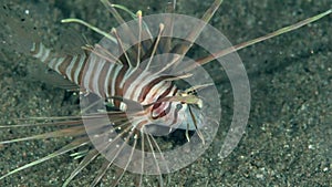 Red lionfish Pterois volitans on the sand in Zulu sea Dumaguete