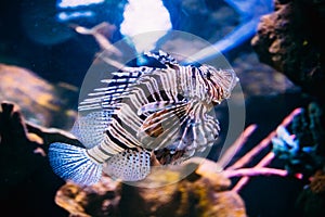 Red Lionfish Pterois Volitans Is Venomous Coral Reef Fish Swimming