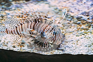 Red Lionfish Pterois Volitans Is Venomous Coral Reef Fish Swimming In Aquarium. One Of The Most Poisonous Fish In Sea