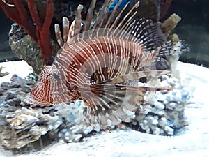 The red lionfish (Pterois volitans). A venomous fish in the family Scorpaenidae