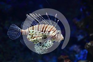 Red lionfish photo