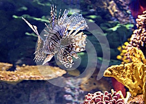 Red Lionfish - species P. volitans