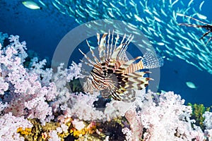 The red lionfish is a venomous coral reef fish in the family Scorpaenidae, order Scorpaeniformes. It is mainly native to the Indo-