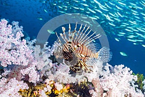The red lionfish is a venomous coral reef fish in the family Scorpaenidae, order Scorpaeniformes. It is mainly native to the Indo-