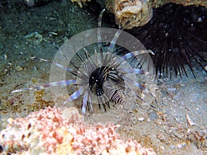 Red Lionfish is a venomous reef fish