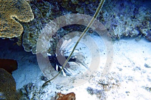 Red Lionfish is a venomous reef fish