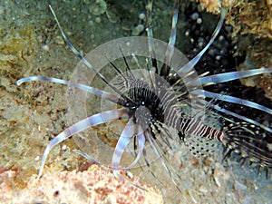 Red Lionfish is a venomous reef fish