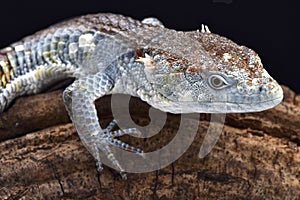 Red-lipped Arboreal Alligator Lizard (Abronia lythrochila) photo