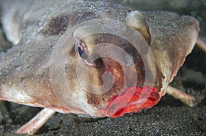 Red lipped Batfish, Galapagos photo