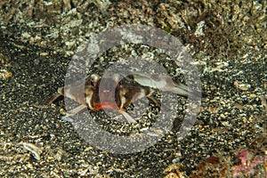 Red-lipped batfish