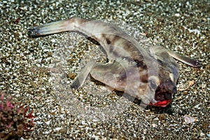 Red-lipped batfish photo