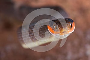 Red-lipped Snake Crotaphopeltis hotamboeia