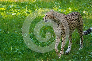 Red list animal - cheetah or cheeta, fastest land animal, large