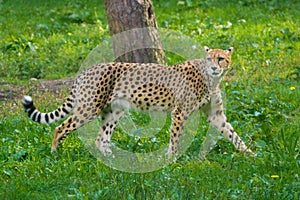 Red list animal - cheetah or cheeta, fastest land animal, large