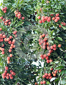 red litchi fruits at tree