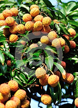Red litchi fruits at tree