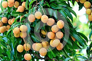 Red litchi fruits at tree