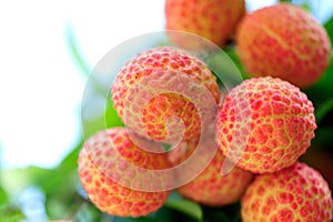 Red litchi fruits at tree