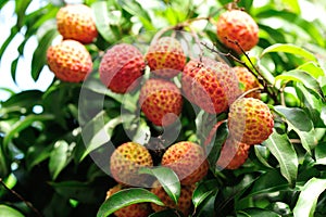 Red litchi fruits at tree