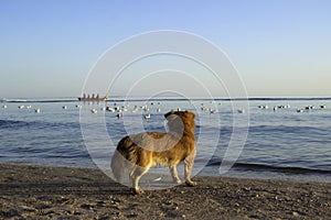 Red little dog stands in the sand against the background of the sea and the sunset sky. The pet is looking at the floating gulls