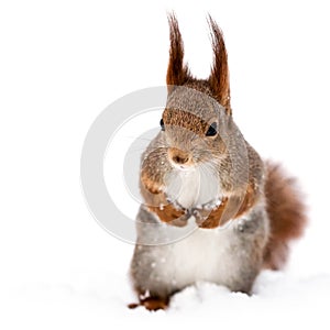 Red little funny squirrel on snow background
