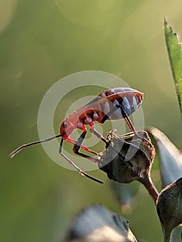 kepik ladybug on a leaf