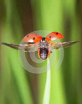 Red little ladybird flying away from fresh green grass