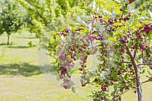 Red little Paradise apples on branch of the apple tree. Malus pumila. Paradisiaca