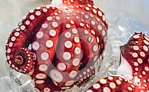 Red live octopus at Tsukiji fish market, Tokyo, Japan