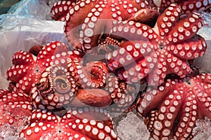 Red live octopus at Tsukiji fish market, Tokyo, Japan