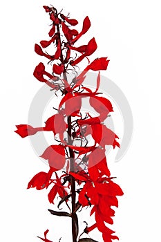 Red Lobelia