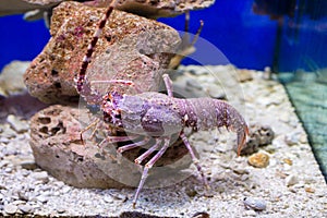 Red lobster in an aquarium