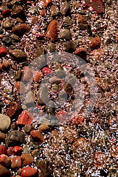 Red Lobster Beach Rocks