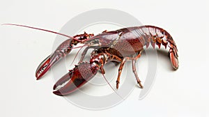 Red lobster, crayfish on a white background