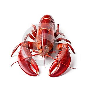 Red lobster isolated on white background