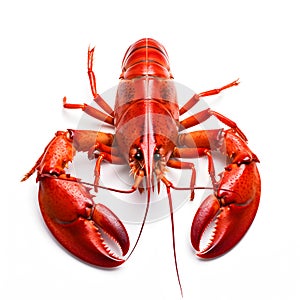 Red lobster isolated on white background