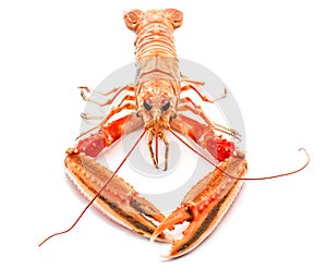 Red Lobster isolated on a white background